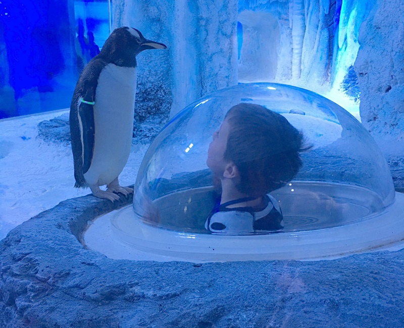 Área de pinguins no Aquário Sea Life em Londres