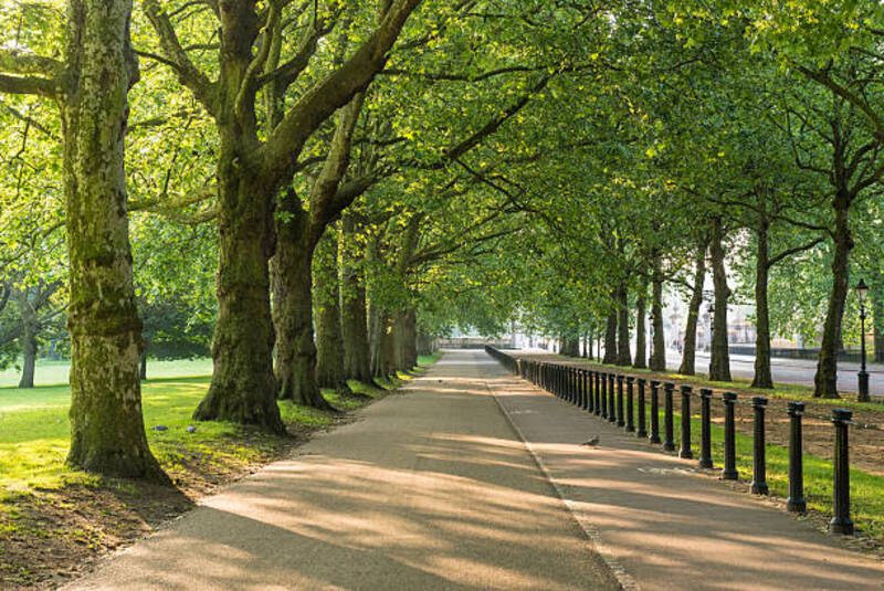 Árvores no Green Park em Londres
